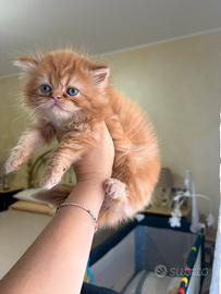 Cuccioli persiani