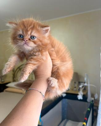 Cuccioli persiani