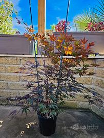 ACER PALMATUM BLOODGOOD  ROSSO ANGUILLARA SABAZIA