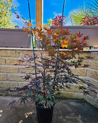 ACER PALMATUM BLOODGOOD  ROSSO ANGUILLARA SABAZIA
