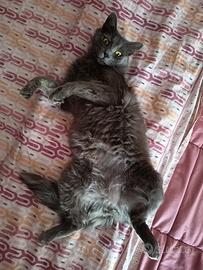 Gatto maschio castrato