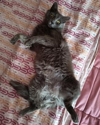 Gatto maschio castrato