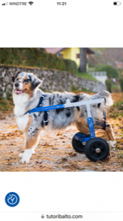 carellino regolabile per cani marca Balto