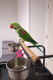 Grande Alessandrino allevato a mano