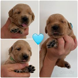 Maschietti di golden retriever