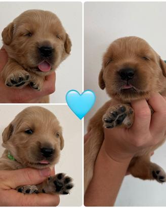 Maschietti di golden retriever