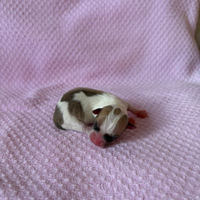 Cuccioli di Chihuahua disponibili