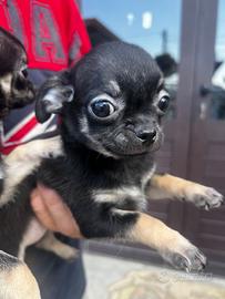 Chihuahua