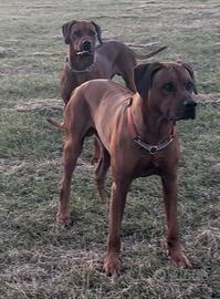 Rhodesian Ridgeback