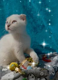 Gattino scottish fold