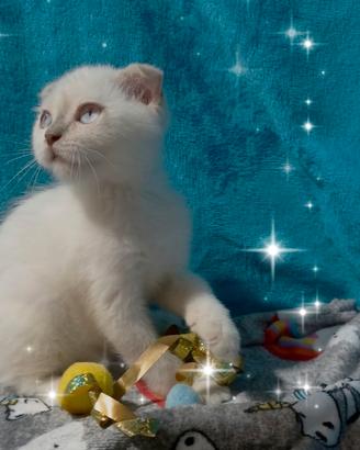 Gattino scottish fold