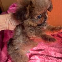 Rarissimo cucciolo di Pochi super TOY