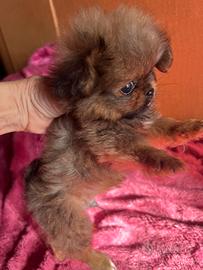 Rarissimo cucciolo di Pochi super TOY