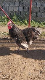 Gallo Australorp Blu