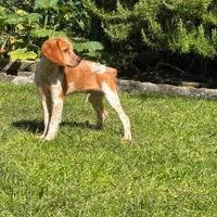 Disponibili cuccioli di Breton