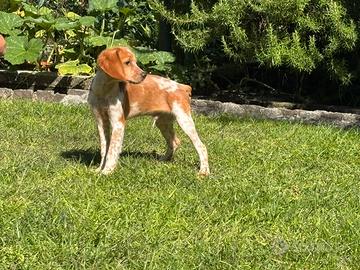 Disponibili cuccioli di Breton