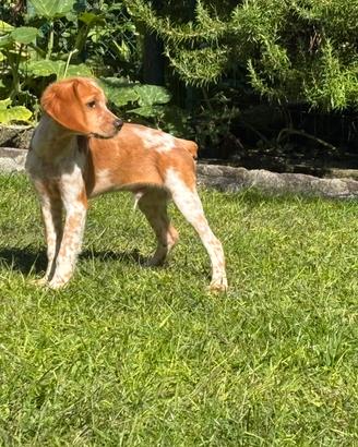 Disponibili cuccioli di Breton