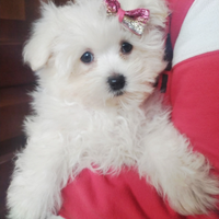 Maltese Originale cucciolo Femmina due mesi