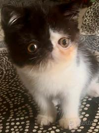 Cuccioli exotic Shorthair