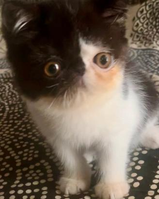 Cuccioli exotic Shorthair