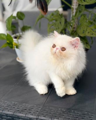 Gatti Persiani e Exotic Trasporto tutta Italia a