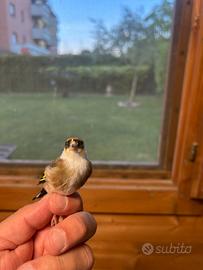 Cardellino