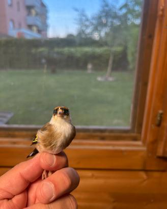 Cardellino