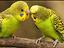 Immagine 5