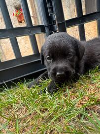 Cuccioli Labrador
