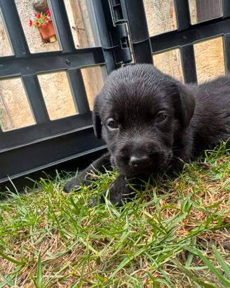 Cuccioli Labrador