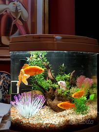 Acquario Evolution 1 bianco Acquatic Nature 