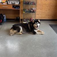 Alaskan malamute in adozione
