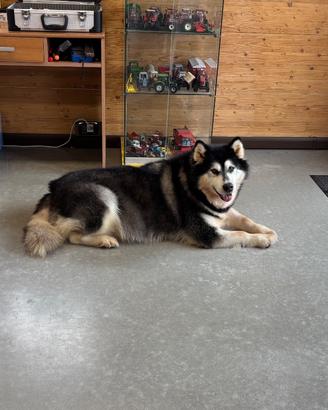 Alaskan malamute in adozione