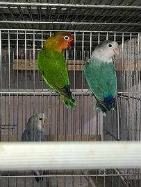Inseparabili fischer maschi