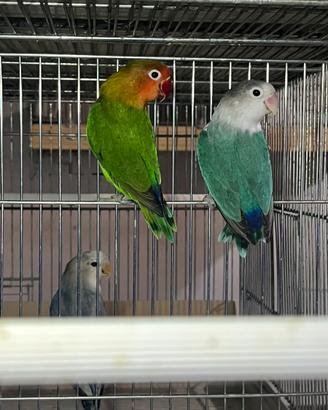 Inseparabili fischer maschi