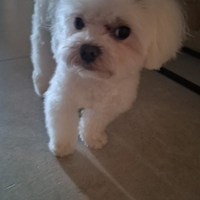 Maltese toy per accoppiamento