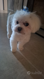 Maltese toy per accoppiamento