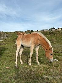 Cavallo