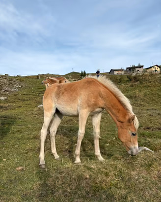 Cavallo