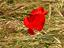 Immagine 14