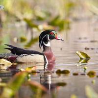 Splendidi esemplari di Anatra Carolina (Sposa)