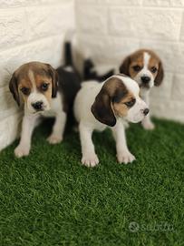 Beagle con Pedigree 