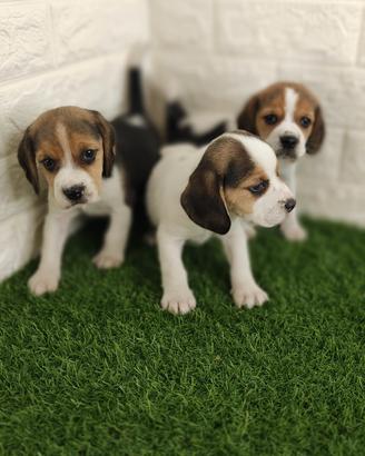Beagle con Pedigree 