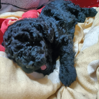 Cuccioli di barboncino nano