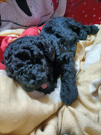 Cuccioli di barboncino nano