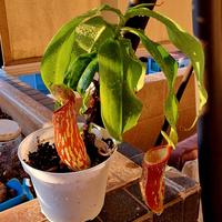 Nepenthes Gaia