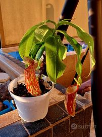 Nepenthes Gaia
