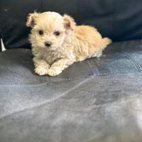 Maltipoo mini mini toy crema maltese barboncino