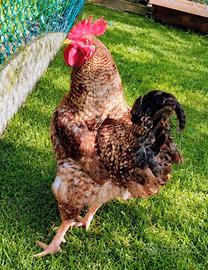 Gallo