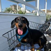 Bassotto per accoppiamento